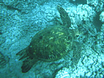 Turtle2.jpg (60682 bytes)